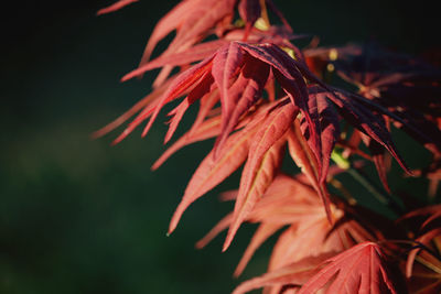 Close-up of red flowering plant