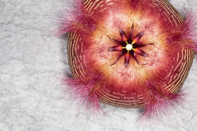 Close-up high angle view of flower