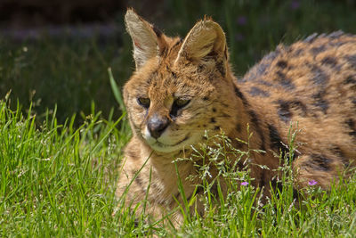 Close-up serval sitting on ground