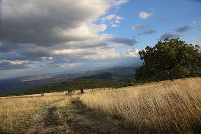 Scenic view of agricultural field against sky