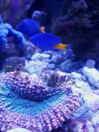 Close-up of fish swimming in aquarium