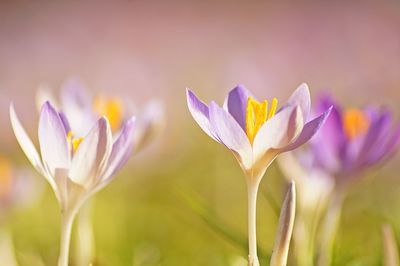 Close-up of purple crocus