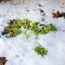 High angle view of plants