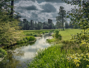 Scenic view of stream amidst trees against sky