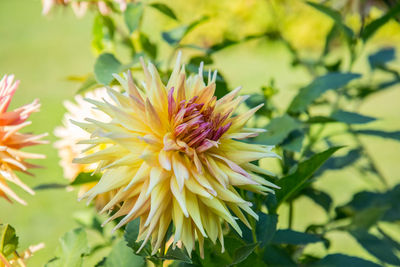 Close-up of yellow flowering plant