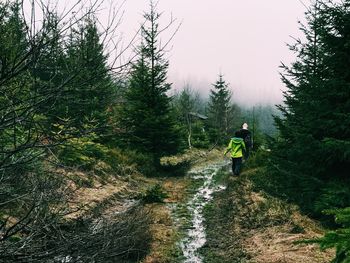 Rear view of friends hiking in forest