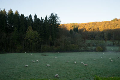 Scenic view of lake and trees against sky