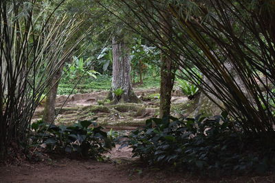 Trees in forest