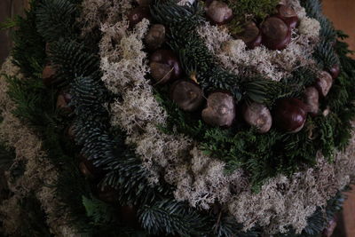 High angle view of pine cones on tree