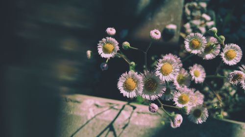 Close-up of flowers blooming outdoors