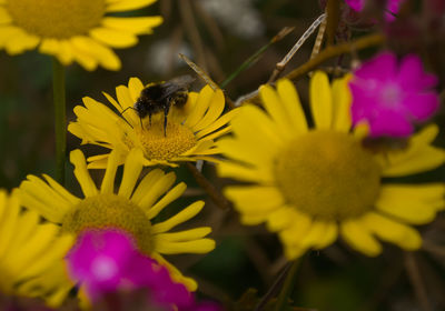 Close-up of insect on yellow flower