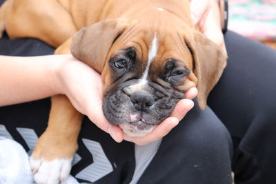 Midsection of person holding small dog