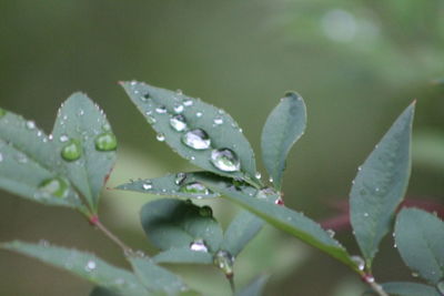 Close-up of water drops on leaves