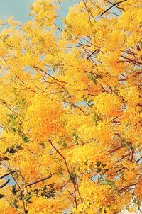 Low angle view of yellow flowers