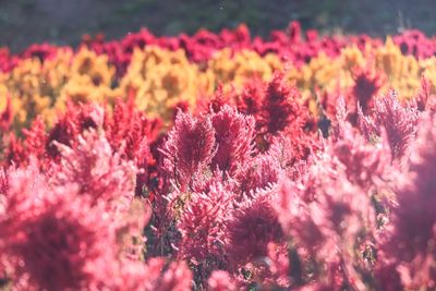 Close-up of pink flowering plant in field