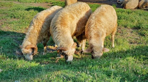 Sheep grazing in a field