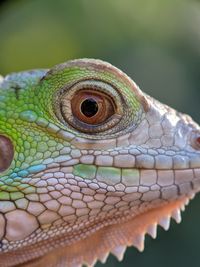 Close-up of a lizard