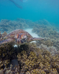 High angle view of turtle swimming in sea with corals