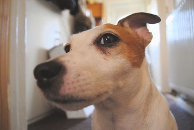 Close-up portrait of dog at home