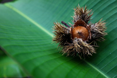 Close-up of a plant