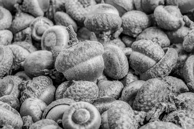 Stack of acorns, closeup view