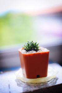 Close-up of potted plant on table