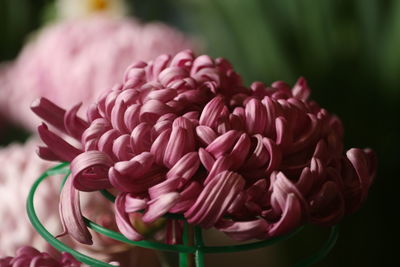 Close-up of pink dahlia flower