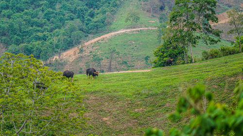 View of sheep on grassy field