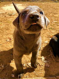 Close up of a puppy saying hello