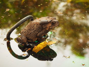 Close-up of frog on wet rock