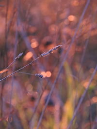 Close-up of dry leaf on field