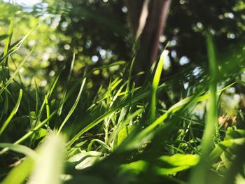 Close-up of fresh green plants on field