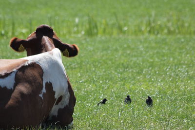 Two horses in a field