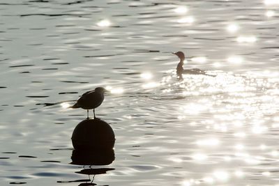 Duck swimming in lake