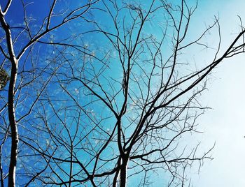 Low angle view of bare trees against clear blue sky