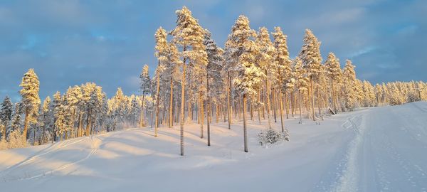 Trees on snow covered field against sky