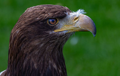 Close-up of eagle