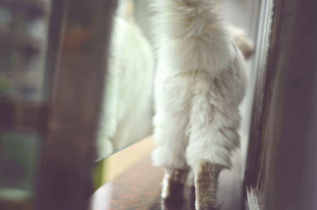 animal themes, one animal, domestic animals, pets, mammal, indoors, domestic cat, cat, window, white color, focus on foreground, day, no people, close-up, feline, dog, animal hair, full length, side view, rear view