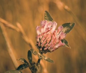 Close-up of pink flower