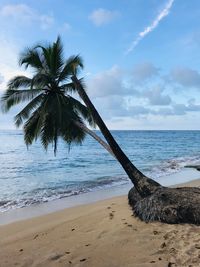 Palm trees on beach against sky