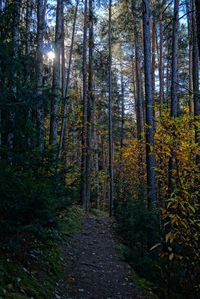 Trees in forest