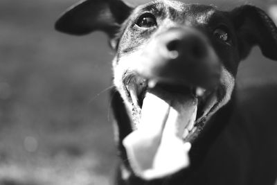 Close-up of dog sticking out tongue outdoors