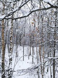 Snow covered trees in forest