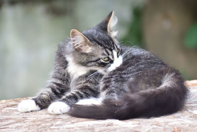 Close-up of cat lying on floor