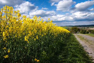 Yellow flowering plants on field against sky