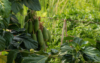 Plants growing in farm