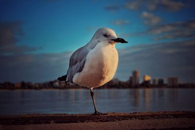 Close-up of seagull in water