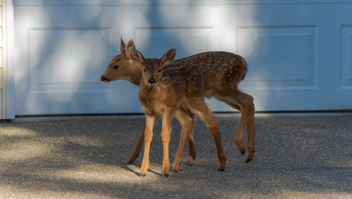 Deer standing on road against wooden wall