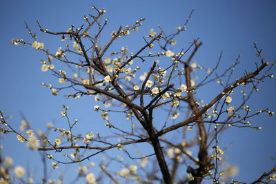 Low angle view of flower tree against clear blue sky