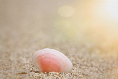 Close-up of shell on sand
